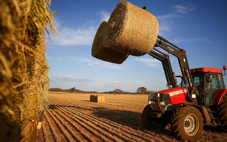 Cỏ khô Australia có thể là mặt hàng mới chịu sự trừng phạt từ Trung Quốc